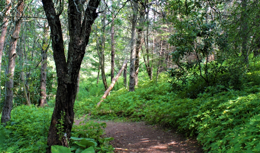 Forest and Nature Therapy Walks